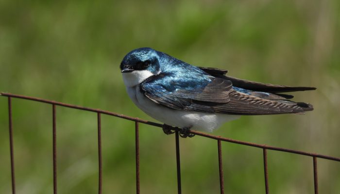 A bird sits perched on a wired fence.